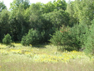 Thumbnail Photo #6 of Parcel T1, in Pioneer Township, Missaukee County, near Lake City, Michigan