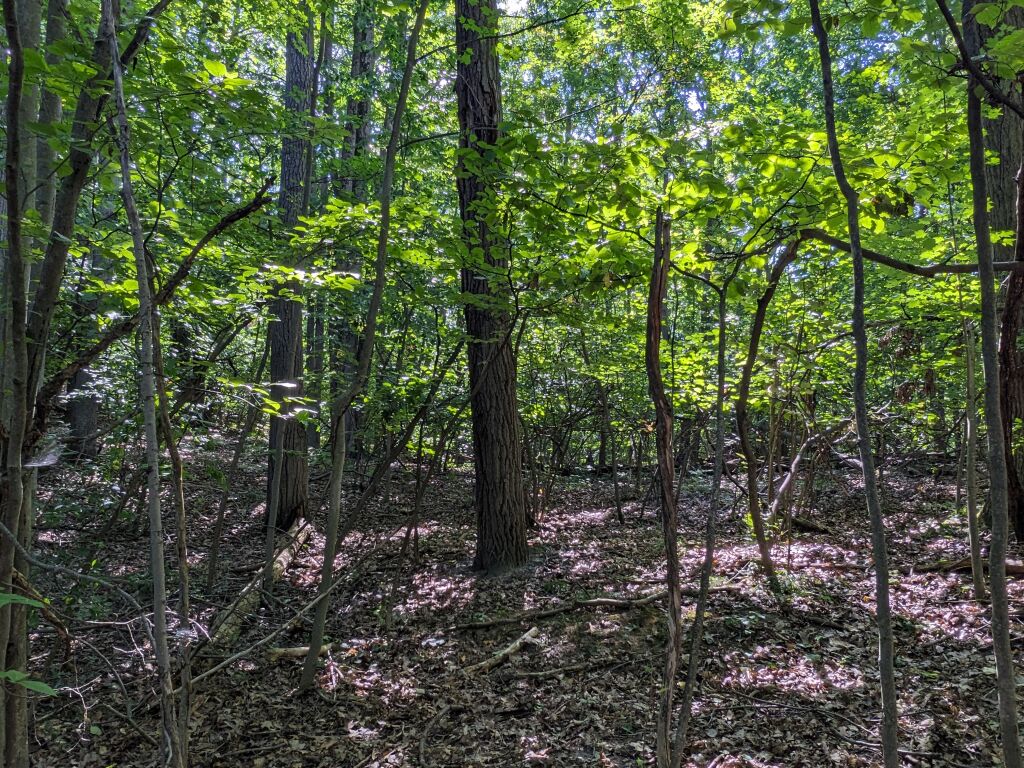 Photo # of Parcel 106, in Rose Lake Township, Osceola County, near Leroy and Tustin, Michigan