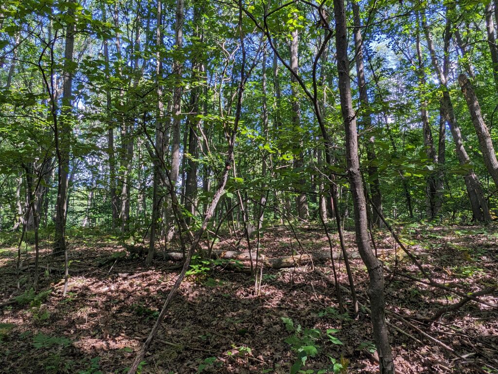 Photo # of Parcel 106, in Rose Lake Township, Osceola County, near Leroy and Tustin, Michigan