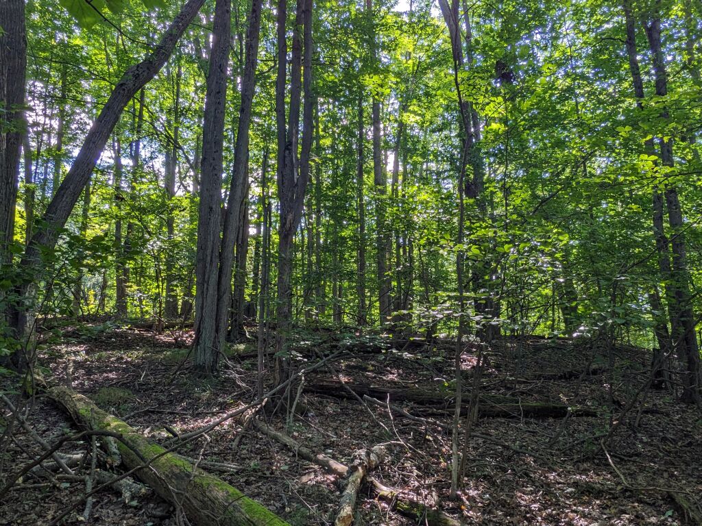 Photo # of Parcel 106, in Rose Lake Township, Osceola County, near Leroy and Tustin, Michigan