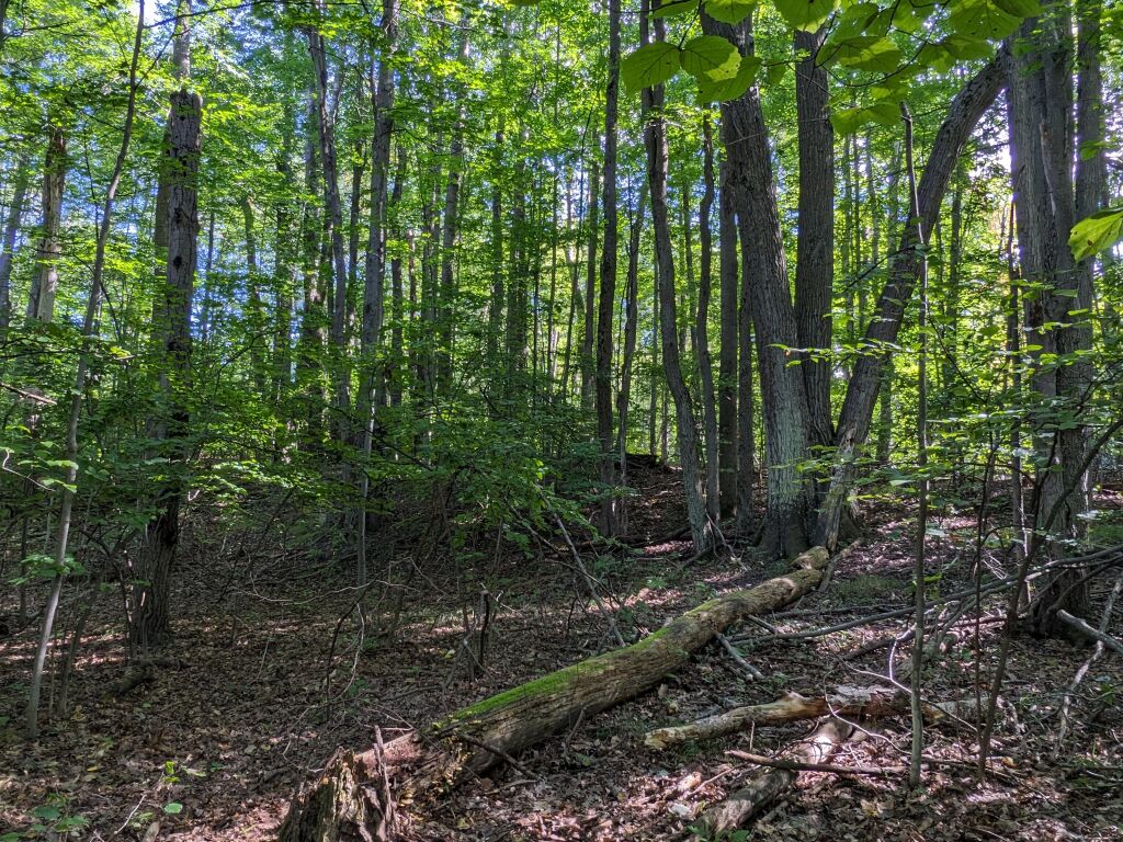 Photo # of Parcel 106, in Rose Lake Township, Osceola County, near Leroy and Tustin, Michigan