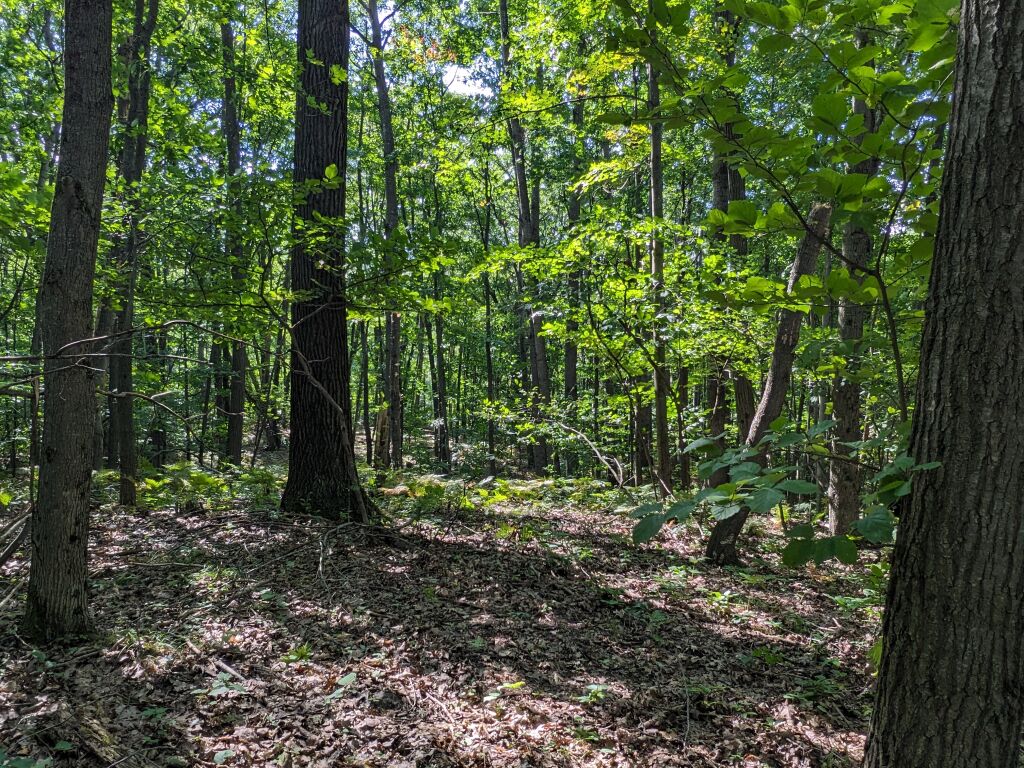 Photo # of Parcel 106, in Rose Lake Township, Osceola County, near Leroy and Tustin, Michigan
