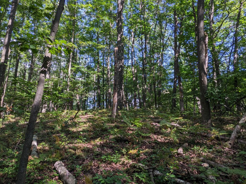 Photo # of Parcel 106, in Rose Lake Township, Osceola County, near Leroy and Tustin, Michigan