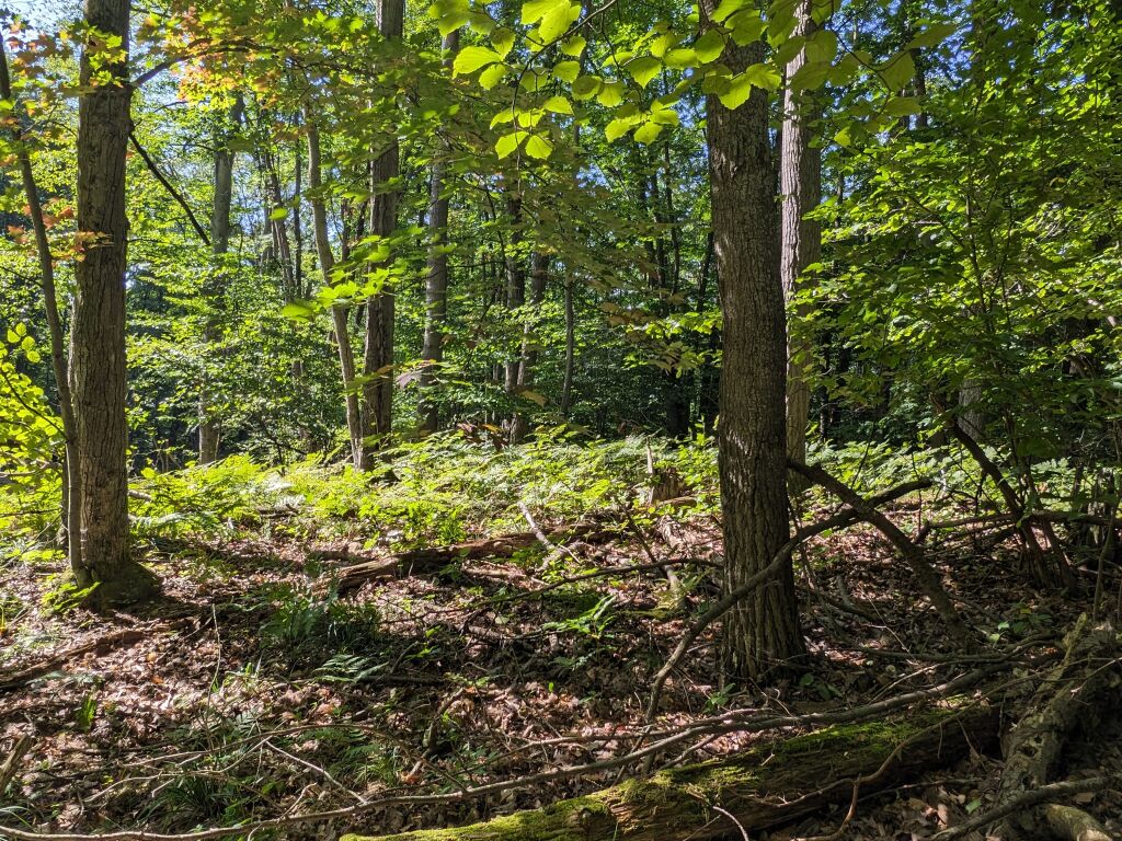 Photo # of Parcel 107, in Rose Lake Township, Osceola County, near Leroy and Tustin, Michigan