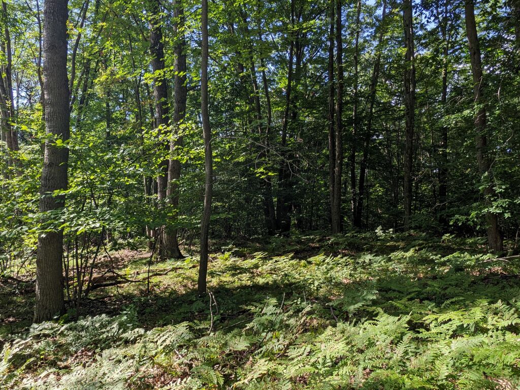 Photo # of Parcel 107, in Rose Lake Township, Osceola County, near Leroy and Tustin, Michigan
