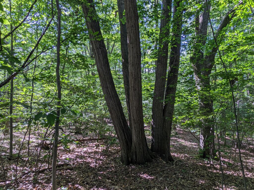 Photo # of Parcel 107, in Rose Lake Township, Osceola County, near Leroy and Tustin, Michigan