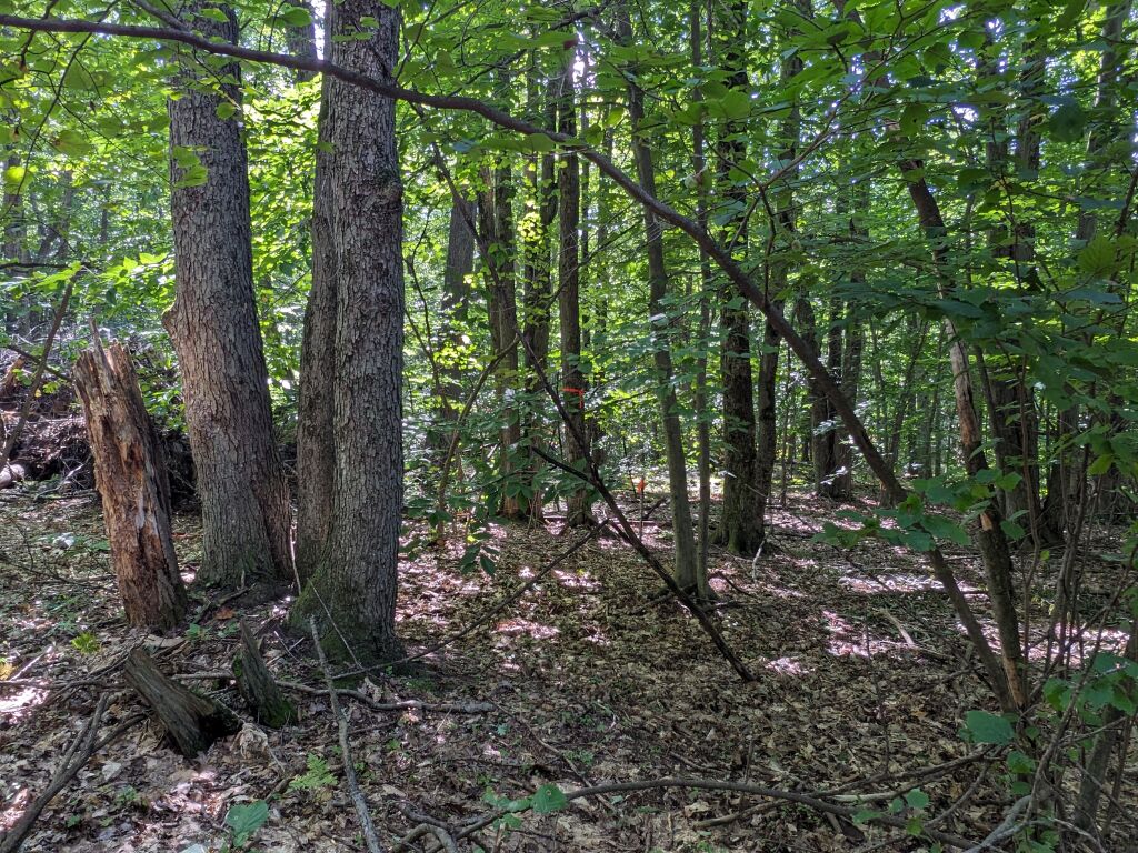 Photo # of Parcel 107, in Rose Lake Township, Osceola County, near Leroy and Tustin, Michigan