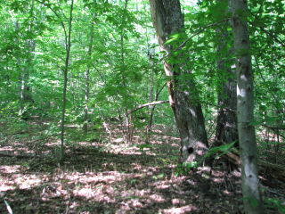 Thumbnail Photo #6 of Parcel 23, in Rose Lake Township, Osceola County, near Leroy and Tustin, Michigan