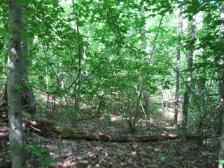 Thumbnail Photo #7 of Parcel 23, in Rose Lake Township, Osceola County, near Leroy and Tustin, Michigan