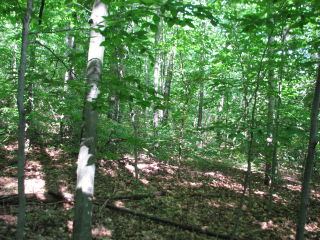 Thumbnail Photo #8 of Parcel 23, in Rose Lake Township, Osceola County, near Leroy and Tustin, Michigan