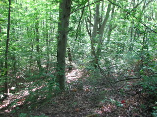 Thumbnail Photo #9 of Parcel 23, in Rose Lake Township, Osceola County, near Leroy and Tustin, Michigan