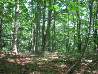 Thumbnail Photo #3 of Parcel 28, in Rose Lake Township, Osceola County, near Leroy and Tustin, Michigan