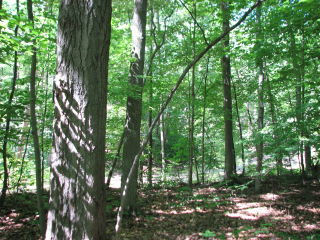 Thumbnail Photo #4 of Parcel 28, in Rose Lake Township, Osceola County, near Leroy and Tustin, Michigan