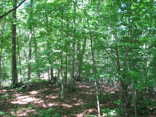 Thumbnail Photo #5 of Parcel 28, in Rose Lake Township, Osceola County, near Leroy and Tustin, Michigan