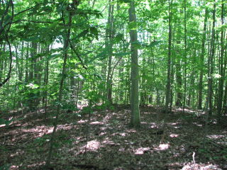 Thumbnail Photo #6 of Parcel 28, in Rose Lake Township, Osceola County, near Leroy and Tustin, Michigan