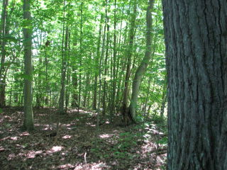 Thumbnail Photo #7 of Parcel 28, in Rose Lake Township, Osceola County, near Leroy and Tustin, Michigan