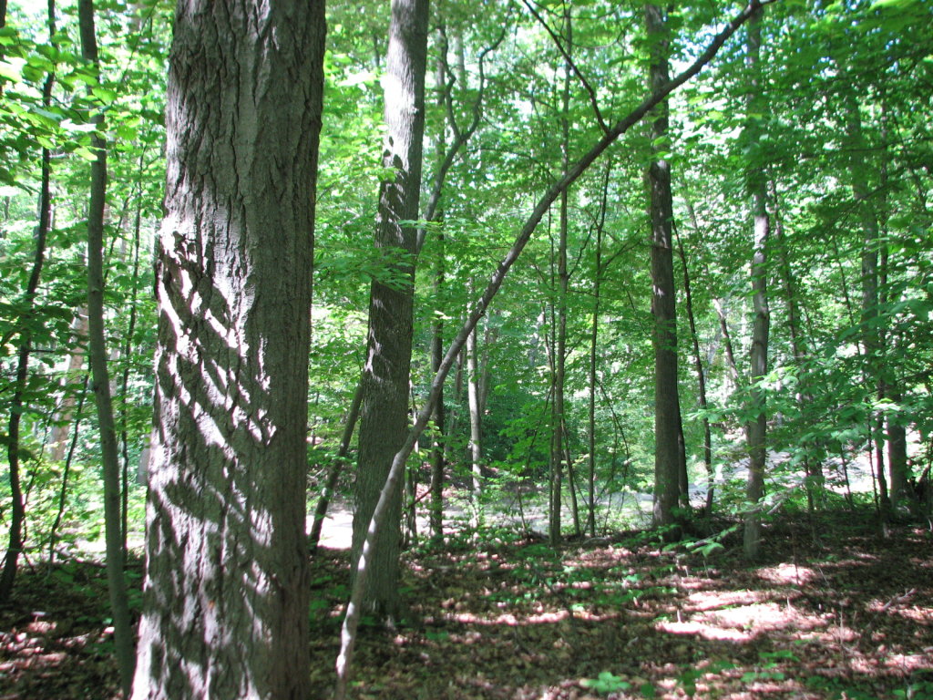 Photo # of Parcel 28, in Rose Lake Township, Osceola County, near Leroy and Tustin, Michigan