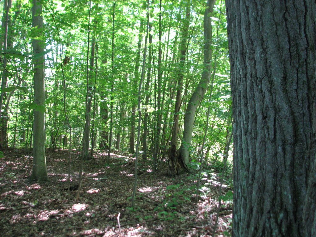 Photo # of Parcel 28, in Rose Lake Township, Osceola County, near Leroy and Tustin, Michigan