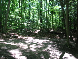 Thumbnail Photo #7 of Parcel 31NW, in Rose Lake Township, Osceola County, near Leroy and Tustin, Michigan