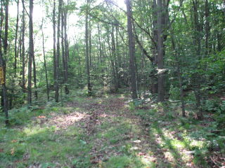 Thumbnail Photo #2 of Parcel 31W, in Rose Lake Township, Osceola County, near Leroy and Tustin, Michigan