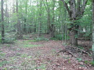 Thumbnail Photo #3 of Parcel 31W, in Rose Lake Township, Osceola County, near Leroy and Tustin, Michigan