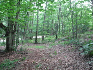 Thumbnail Photo #6 of Parcel 31W, in Rose Lake Township, Osceola County, near Leroy and Tustin, Michigan