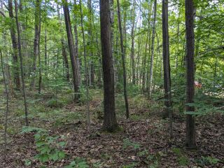 Thumbnail Photo #3 of Parcel 40H, in Rose Lake Township, Osceola County, near Leroy and Tustin, Michigan