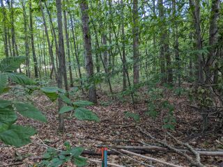 Thumbnail Photo #5 of Parcel 40H, in Rose Lake Township, Osceola County, near Leroy and Tustin, Michigan