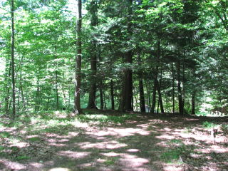 Thumbnail Photo #10 of Parcel 40W, in Rose Lake Township, Osceola County, near Leroy and Tustin, Michigan