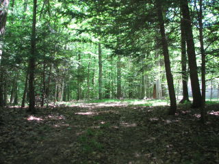 Thumbnail Photo #4 of Parcel 40W, in Rose Lake Township, Osceola County, near Leroy and Tustin, Michigan