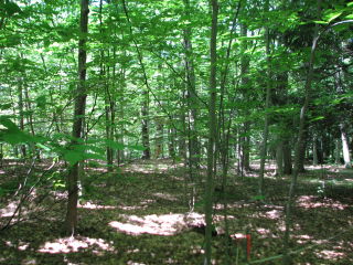 Thumbnail Photo #8 of Parcel 40W, in Rose Lake Township, Osceola County, near Leroy and Tustin, Michigan