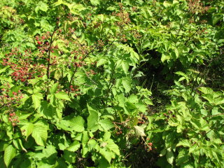 Thumbnail Photo #8 of Parcel 42, in Rose Lake Township, Osceola County, near Leroy and Tustin, Michigan