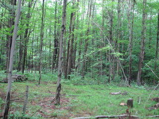 Thumbnail Photo #3 of Parcel 54, in Rose Lake Township, Osceola County, near Leroy and Tustin, Michigan