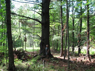 Thumbnail Photo #5 of Parcel 54, in Rose Lake Township, Osceola County, near Leroy and Tustin, Michigan