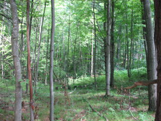 Thumbnail Photo #7 of Parcel 54, in Rose Lake Township, Osceola County, near Leroy and Tustin, Michigan