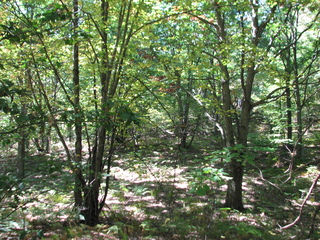 Thumbnail Photo #10 of Parcel 66, in Rose Lake Township, Osceola County, near Leroy and Tustin, Michigan