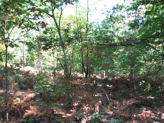 Thumbnail Photo #12 of Parcel 66, in Rose Lake Township, Osceola County, near Leroy and Tustin, Michigan