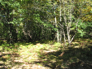 Thumbnail Photo #2 of Parcel 66, in Rose Lake Township, Osceola County, near Leroy and Tustin, Michigan