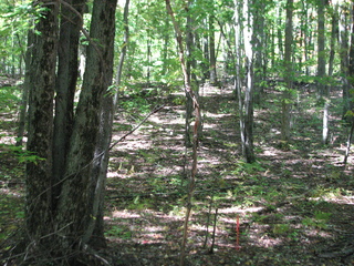 Thumbnail Photo #5 of Parcel 66, in Rose Lake Township, Osceola County, near Leroy and Tustin, Michigan