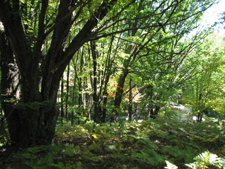 Thumbnail Photo #7 of Parcel 66, in Rose Lake Township, Osceola County, near Leroy and Tustin, Michigan