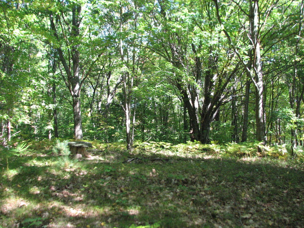 Photo # of Parcel 66, in Rose Lake Township, Osceola County, near Leroy and Tustin, Michigan