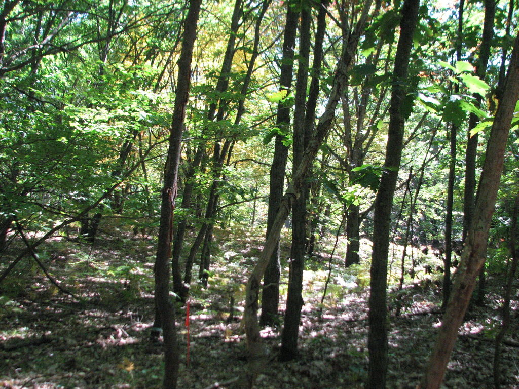 Photo # of Parcel 66, in Rose Lake Township, Osceola County, near Leroy and Tustin, Michigan