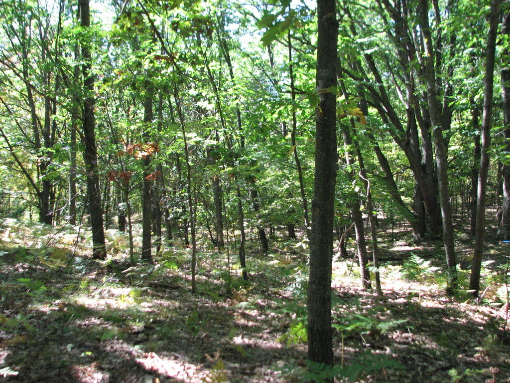 Photo # of Parcel 66, in Rose Lake Township, Osceola County, near Leroy and Tustin, Michigan