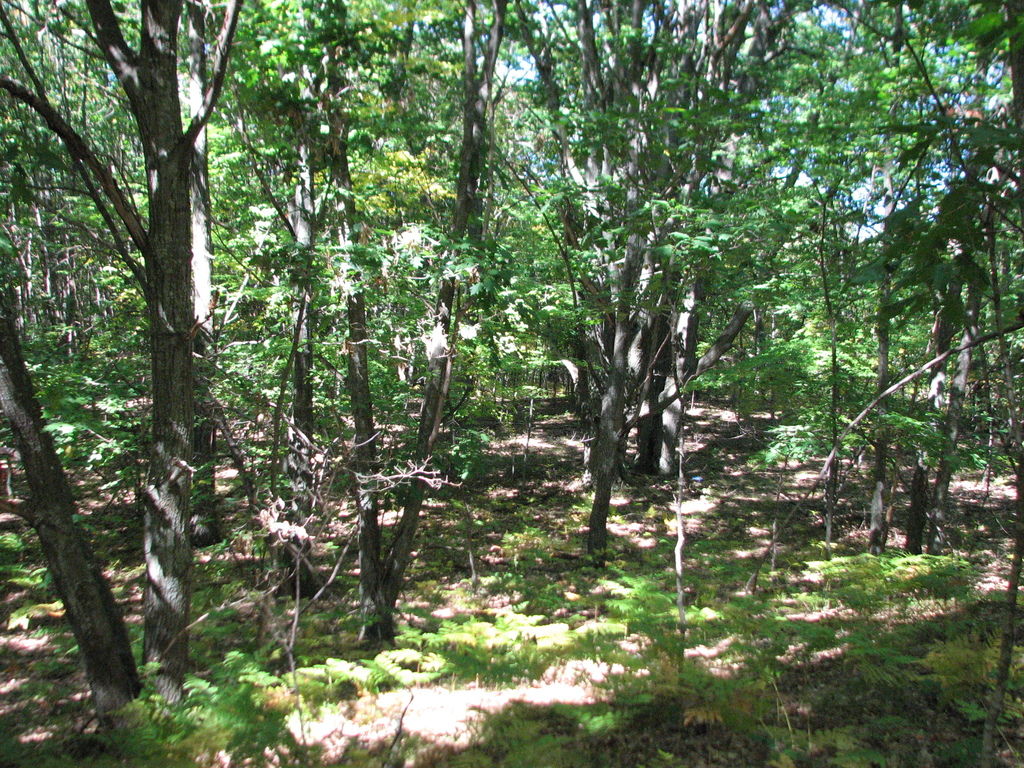 Photo # of Parcel 66, in Rose Lake Township, Osceola County, near Leroy and Tustin, Michigan