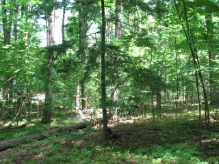 Thumbnail Photo #4 of Parcel 67, in Rose Lake Township, Osceola County, near Leroy and Tustin, Michigan