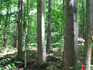 Thumbnail Photo #10 of Parcel 75E, in Rose Lake Township, Osceola County, near Leroy and Tustin, Michigan