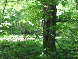 Thumbnail Photo #3 of Parcel 75E, in Rose Lake Township, Osceola County, near Leroy and Tustin, Michigan