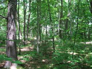 Thumbnail Photo #4 of Parcel 75E, in Rose Lake Township, Osceola County, near Leroy and Tustin, Michigan