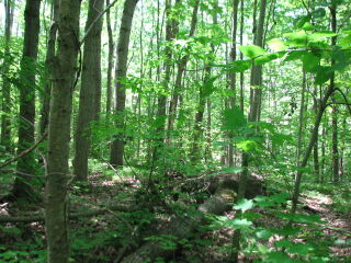 Thumbnail Photo #5 of Parcel 75E, in Rose Lake Township, Osceola County, near Leroy and Tustin, Michigan