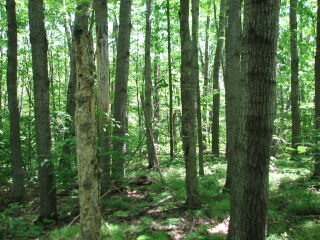 Thumbnail Photo #6 of Parcel 75E, in Rose Lake Township, Osceola County, near Leroy and Tustin, Michigan